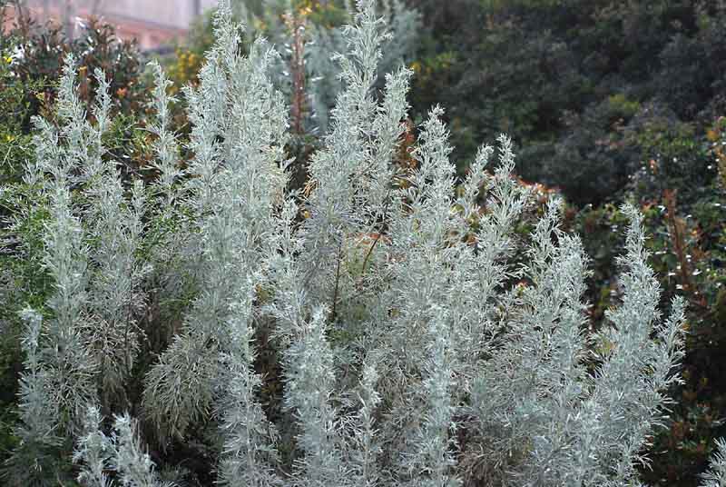 Otanthus maritimus e Artemisia arborescens